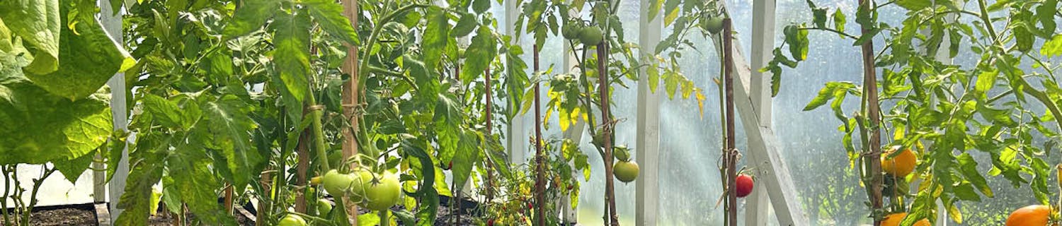 10 hyvää kasvia kasvihuoneeseen Kasvia kasvihuoneeseen